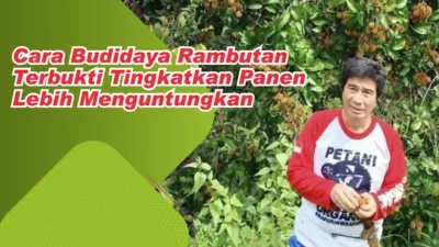 Cara Budidaya Pohon Rambutan