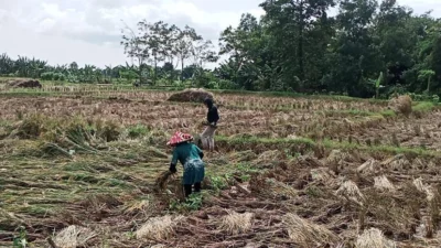 DPRD Karawang Minta Pemkab Subang Komitmen jaga Areal Pertanian