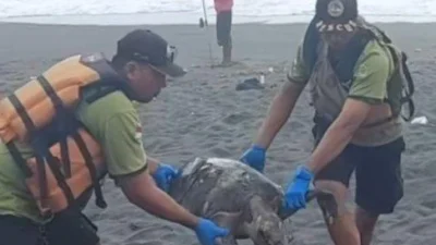 Ditemukan Bangkai Penyu Membusuk di Pantai Cangkring Bantul