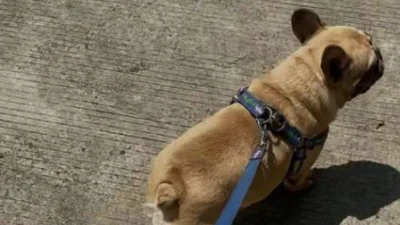 Kasus Tragis: Chloe, Si French Bulldog, Diduga Dijagal di Tangerang