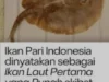 Ikan Pari Jawa Resmi Punah Menurut Daftar Merah IUCN: Dampak Buruk Aktivitas Manusia