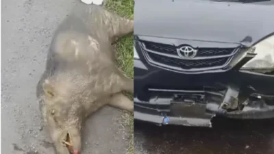 Benarkah di Tol Cipali Subang Banyak Babi Menyebrang Jalan? Pengguna Jalan Diminta Waspada