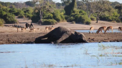 Kekeringan, Puluhan Gajah Mati Kehausan di Zimbabwe