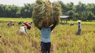 Indramayu Jadi Penghasil Padi Terbesar di Jawa Barat