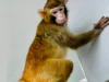 Monyet Rhesus Hasil Kloning Diciptakan untuk Penelitian Medis, Begini Tanggapan RSPCA! (Image From: ABC)