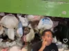 pengiriman anjing dari subang