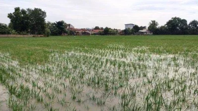 sawah di karawang terendam banjir