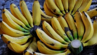 3 Jenis Pisang untuk Dikukus, Enak dan Nutrisi Lengkap