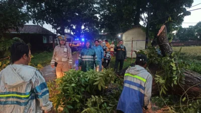 Pohon Tumbang di Ruas Jalan Pabuaran-Patokbeusi Akibat Hujan Deras 