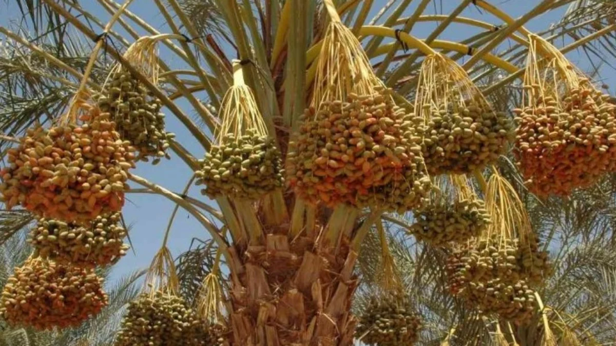 Hindari Kurma dari Israel. (Sumber Foto: Ardom Group)