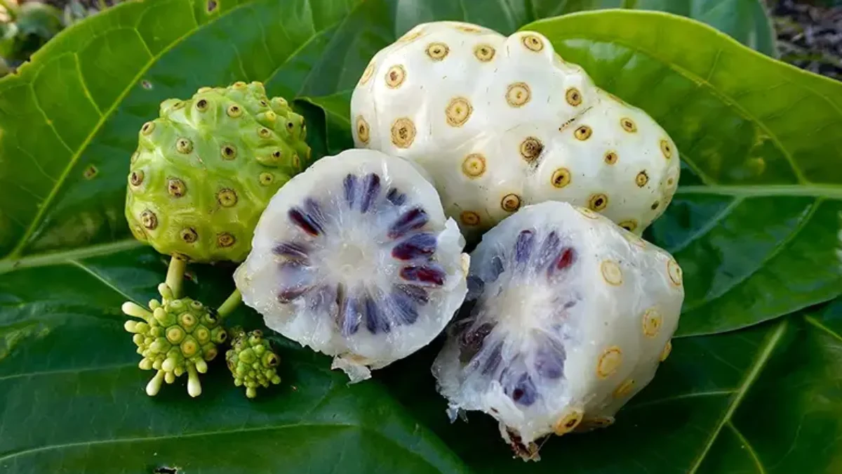 Manfaat Rebusan Buah Mengkudu