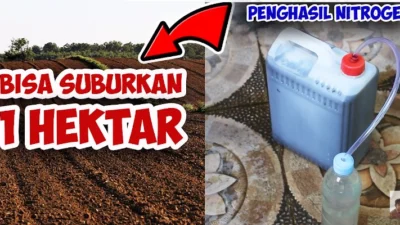 Racikan Pupuk Organik Cair Terbaik, 7 Hari Langsung Keliatan Efeknya! Mau?