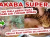 Teknik Pembuatan Pupuk Organik Cair Jakabos Super, Solusi Terbaik untuk Pertanian Modern