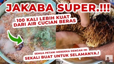 Teknik Pembuatan Pupuk Organik Cair Jakabos Super, Solusi Terbaik untuk Pertanian Modern