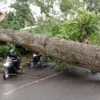 Pohon tumbang di jalancagak