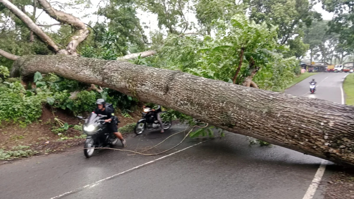 Pohon tumbang di jalancagak