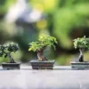 Bisnis Bonsai Menguntungkan Sumber foto (PIxabay )