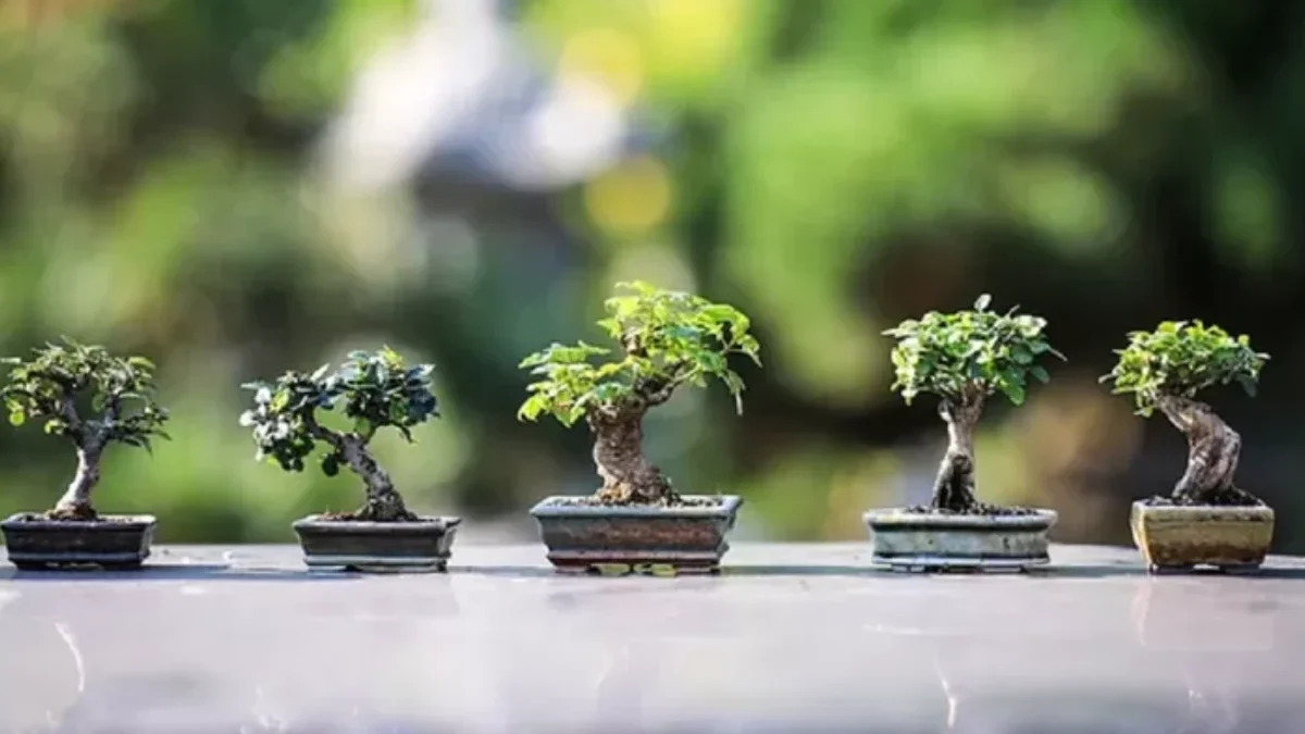 Bisnis Bonsai Menguntungkan Sumber foto (PIxabay )