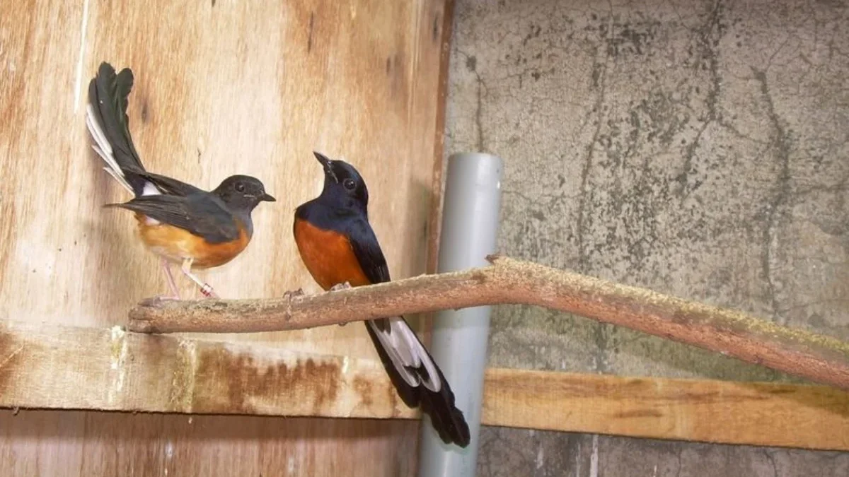 Ternak Burung Murai