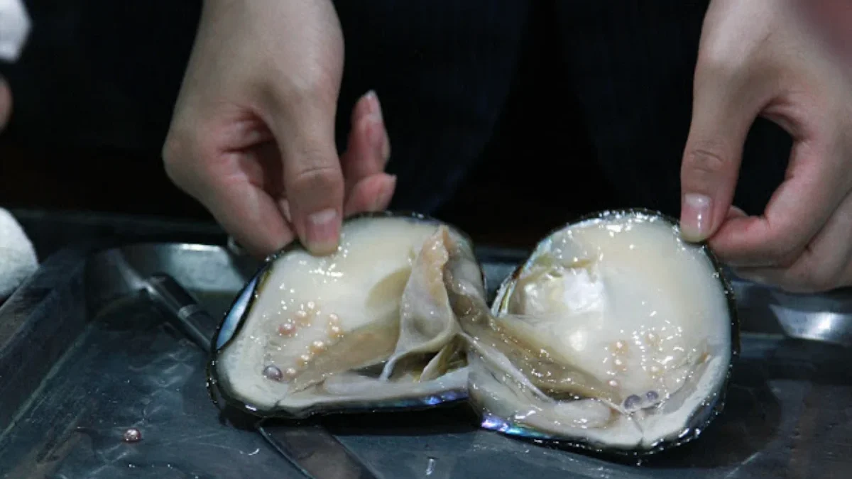 Budidaya Kerang Laut