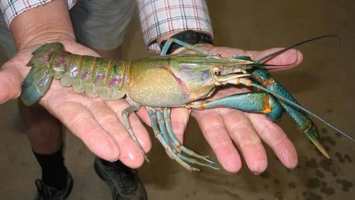 Lobster Air Tawar