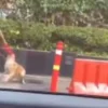 Kasus Dugaan Penganiayaan Anjing oleh Sekuriti di Plaza Indonesia. (Sumber Gambar: any sources/dok istimewa)