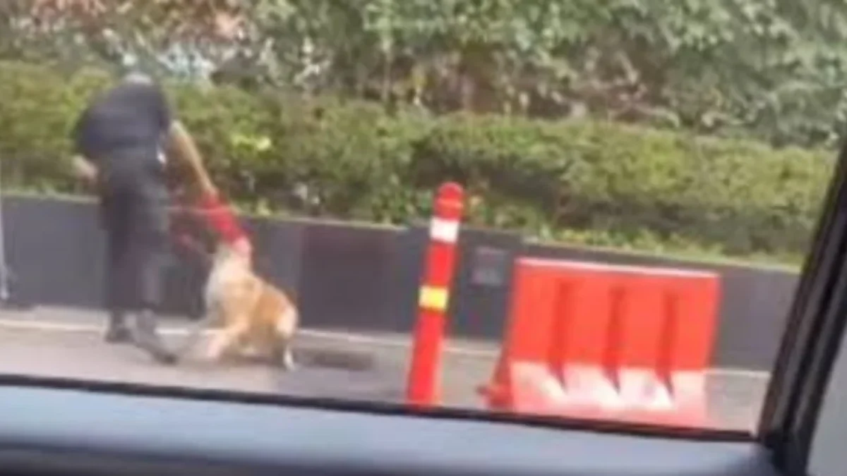 Kasus Dugaan Penganiayaan Anjing oleh Sekuriti di Plaza Indonesia. (Sumber Gambar: any sources/dok istimewa)