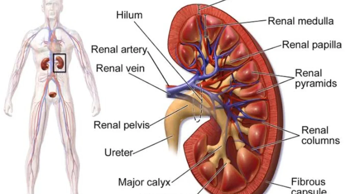 3 Penyebab Fatal Penyakit Ginjal Stadium Akhir! Kenali Gejalanya dan Cara Menghindarinya