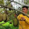 GW Farm di Pati, Jawa Tengah(sumber foto DOK.TRIBUNPANTURA.COM/MAZKA HAUZAN NAUFAL)