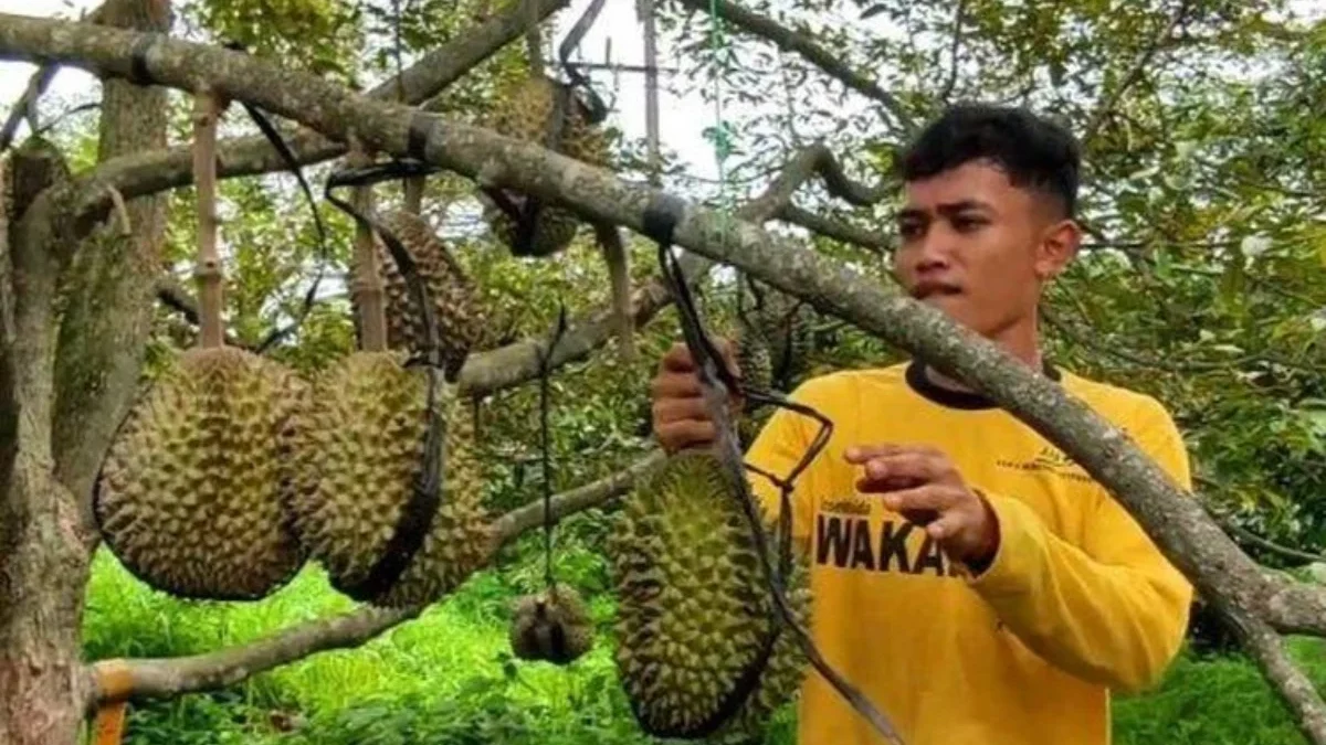 GW Farm di Pati, Jawa Tengah(sumber foto DOK.TRIBUNPANTURA.COM/MAZKA HAUZAN NAUFAL)