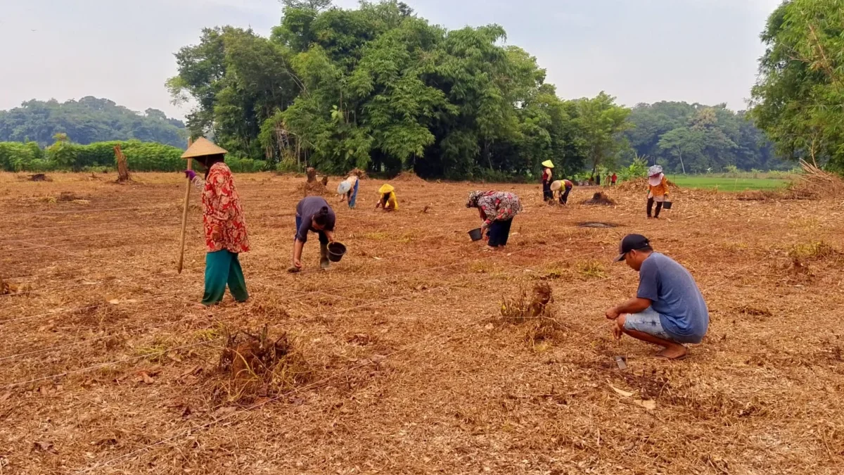 Program Ketahanan Pangan Desa Munjul