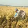 Petani di Teluk Buyung