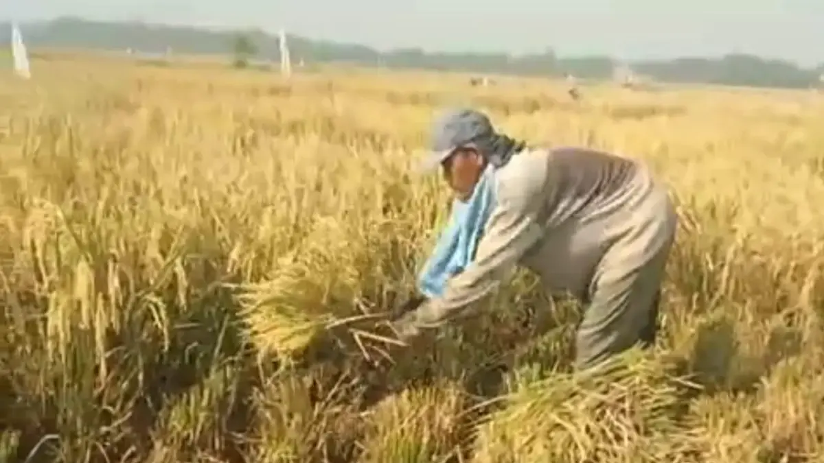 Petani di Teluk Buyung