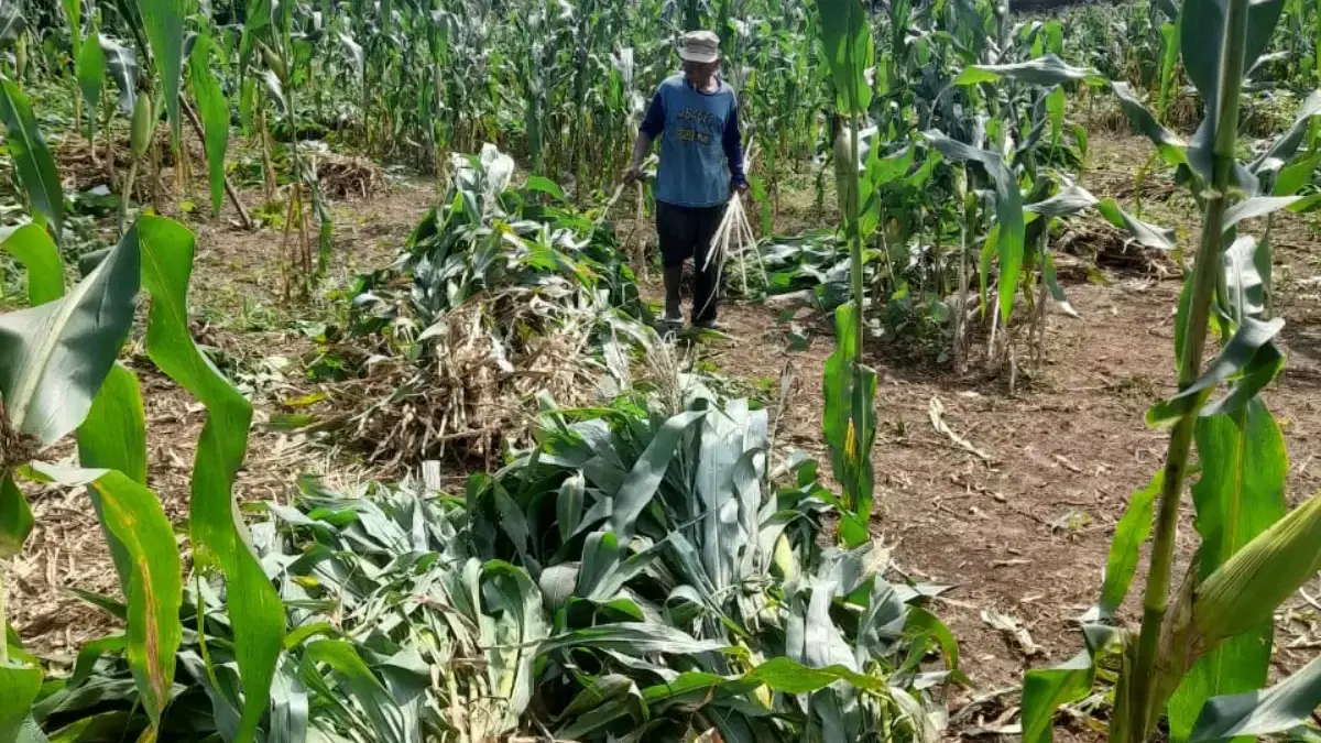 Program Ketahanan Pangan Desa Munjul Kecamatan Pagaden Barat