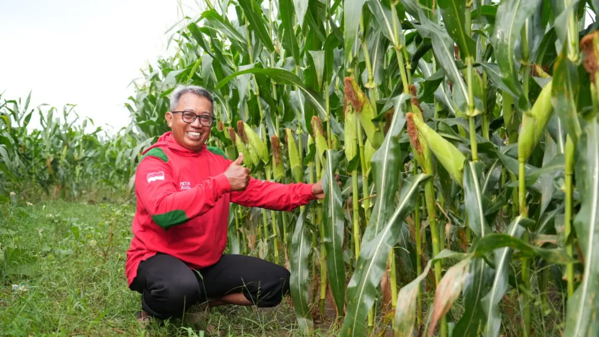 Benih Unggul dan Adopsi Teknologi Ewindo Jadi Rahasia Sukses Petani
