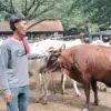 Pasar Hewan Ingon-ingon Ciwareng