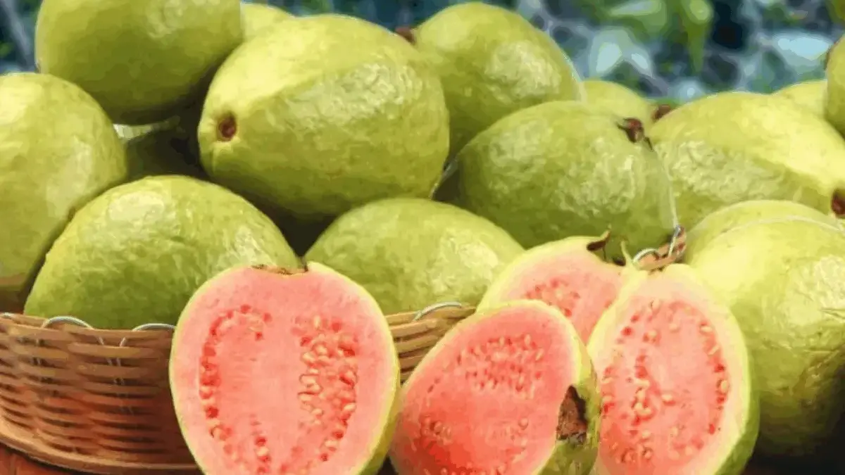Manfaat Jambu Biji Merah untuk Kesehatan Tubuh