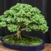 Cara Merawat Bonsai