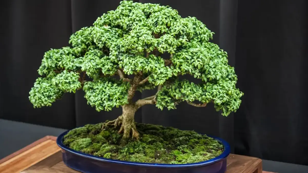 Cara Merawat Bonsai