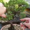 Cara Membuat Bonsai