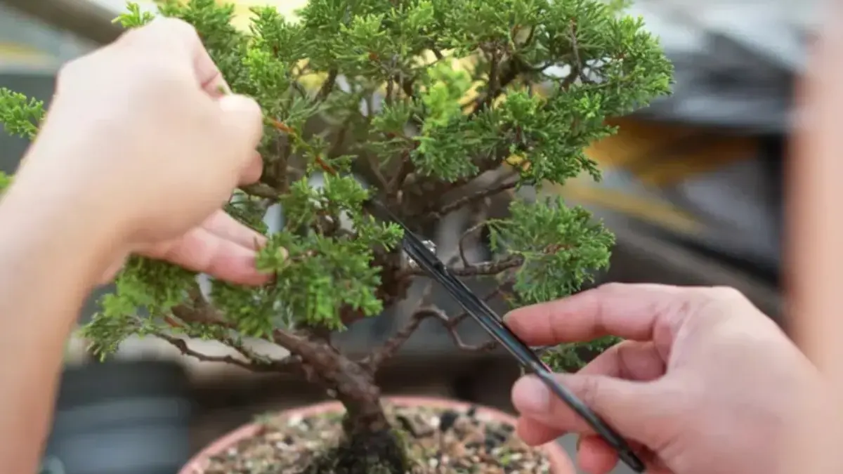 Cara Membuat Bonsai