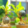 Cara Merawat Bonsai Kelapa agar Tumbuh Indah dan Sehat
