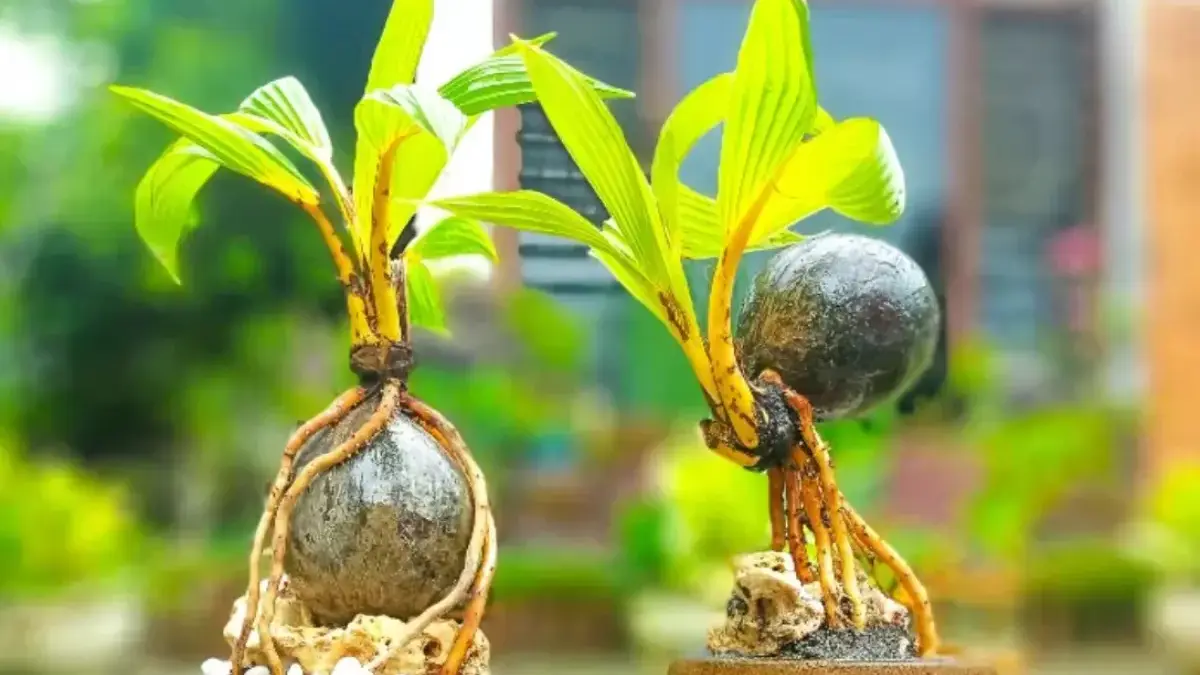 Cara Merawat Bonsai Kelapa agar Tumbuh Indah dan Sehat