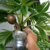 Cara Membuat Bonsai Kelapa yang Indah dan Unik
