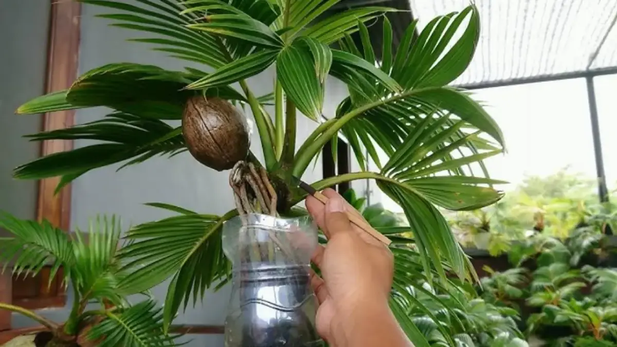 Cara Membuat Bonsai Kelapa yang Indah dan Unik