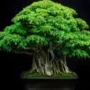 Cara Merawat Bonsai Beringin agar Tumbuh Indah dan Sehat