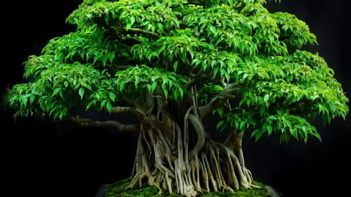 Cara Merawat Bonsai Beringin agar Tumbuh Indah dan Sehat
