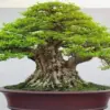 Cara Membuat Bonsai Anting Putri