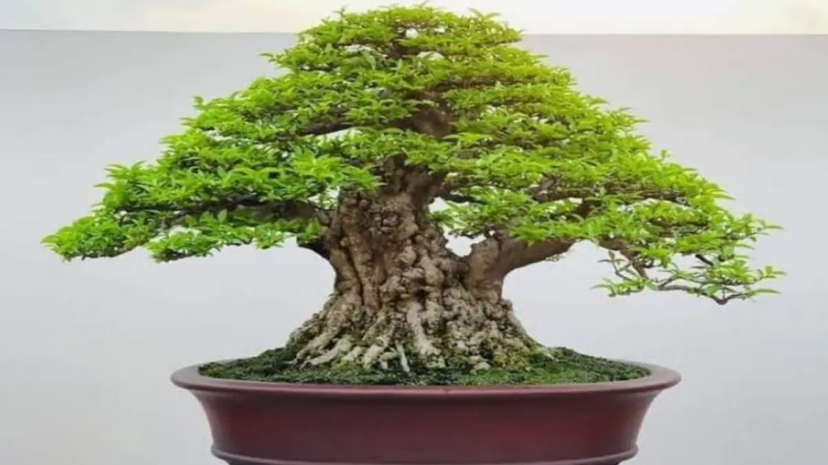Cara Membuat Bonsai Anting Putri
