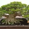 Cara Merawat Bonsai Anting Putri Agar Tetap Sehat dan Indah